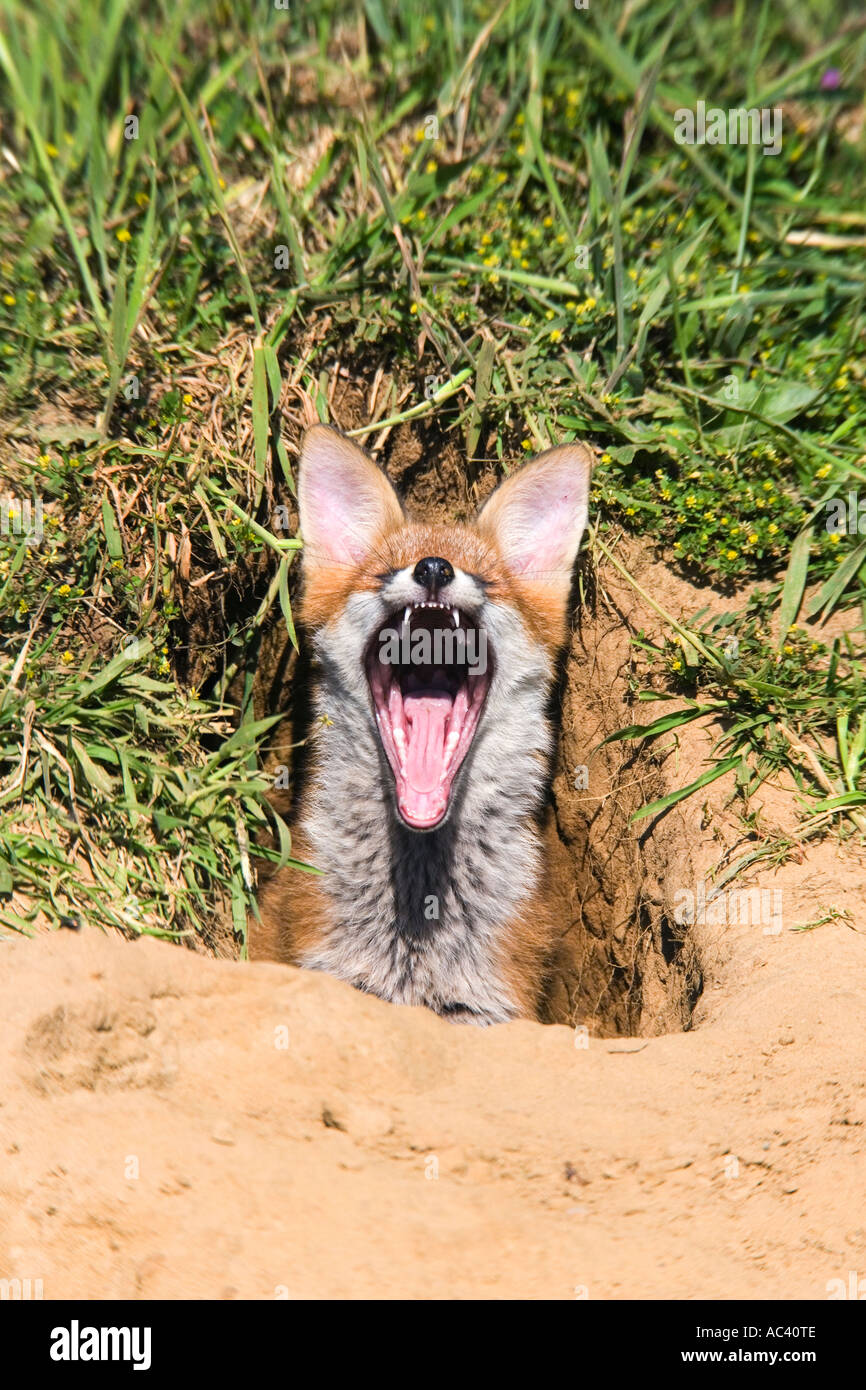 Giovani Red Fox Vulpes vulpes in ingresso messa a terra con la bocca aperta a sbadigliare Potton Bedfordshire Foto Stock