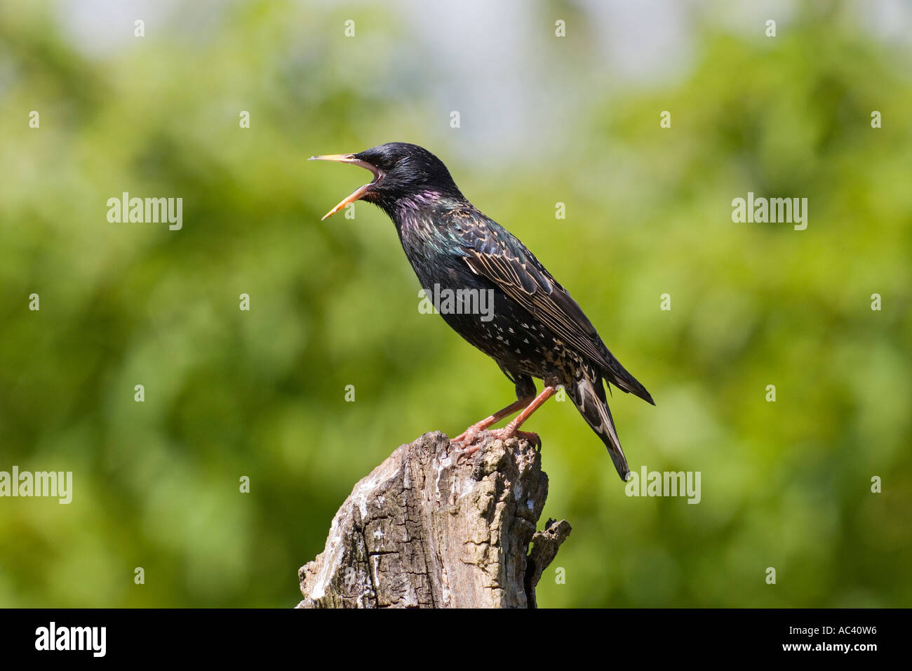 Starling Sturnus vulgaris appollaiato sul registro con becco aperto chiamando con bella fuori fuoco sfondo potton bedfordshire Foto Stock