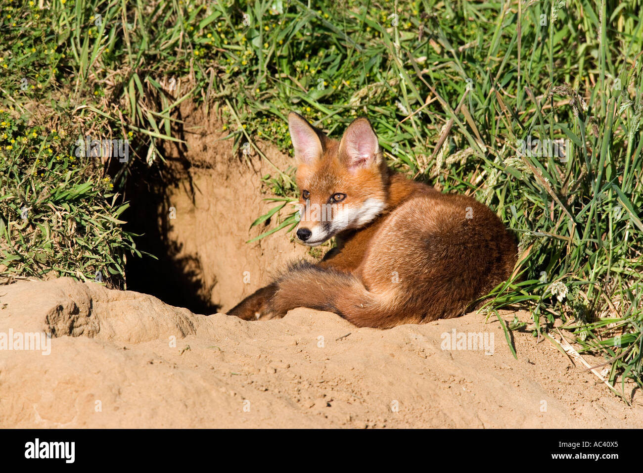 La volpe rossa Vulpes vulpes al di fuori della terra cercando alert potton bedfordshire Foto Stock