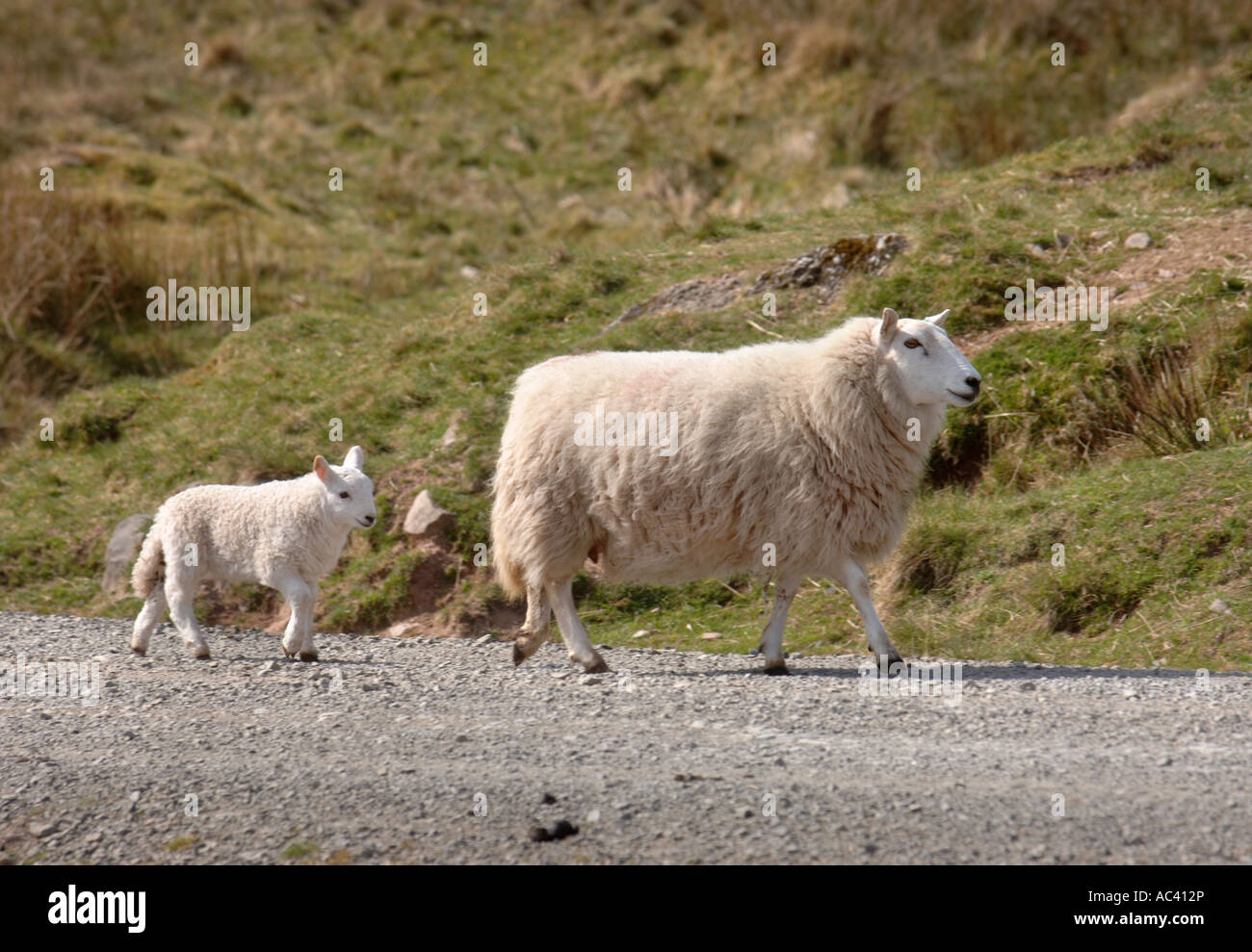 Una pecora con la sua molla di agnello sul pendio di una collina in Wales UK Foto Stock