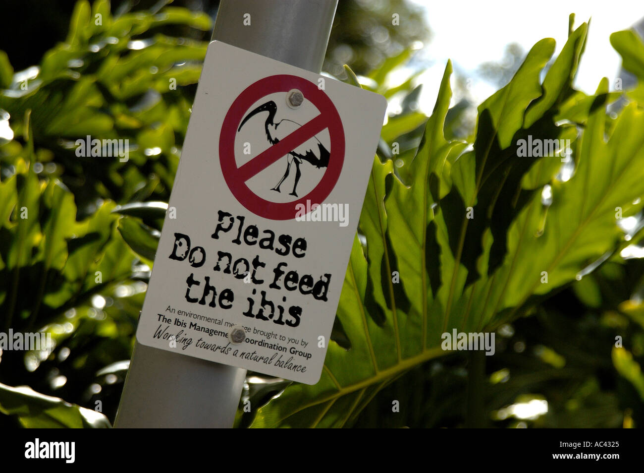 Segnali di avvertimento che dicono 'non nutrite l'Ibis' sull'Arbour, passeggiata nella foresta pluviale. Southbank, Brisbane, Australia. Foto Stock