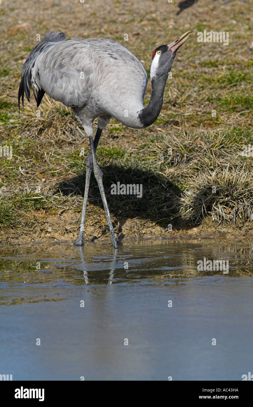 Politica europea comune in materia di gru (grus grus). Gallocanta, Spagna Foto Stock