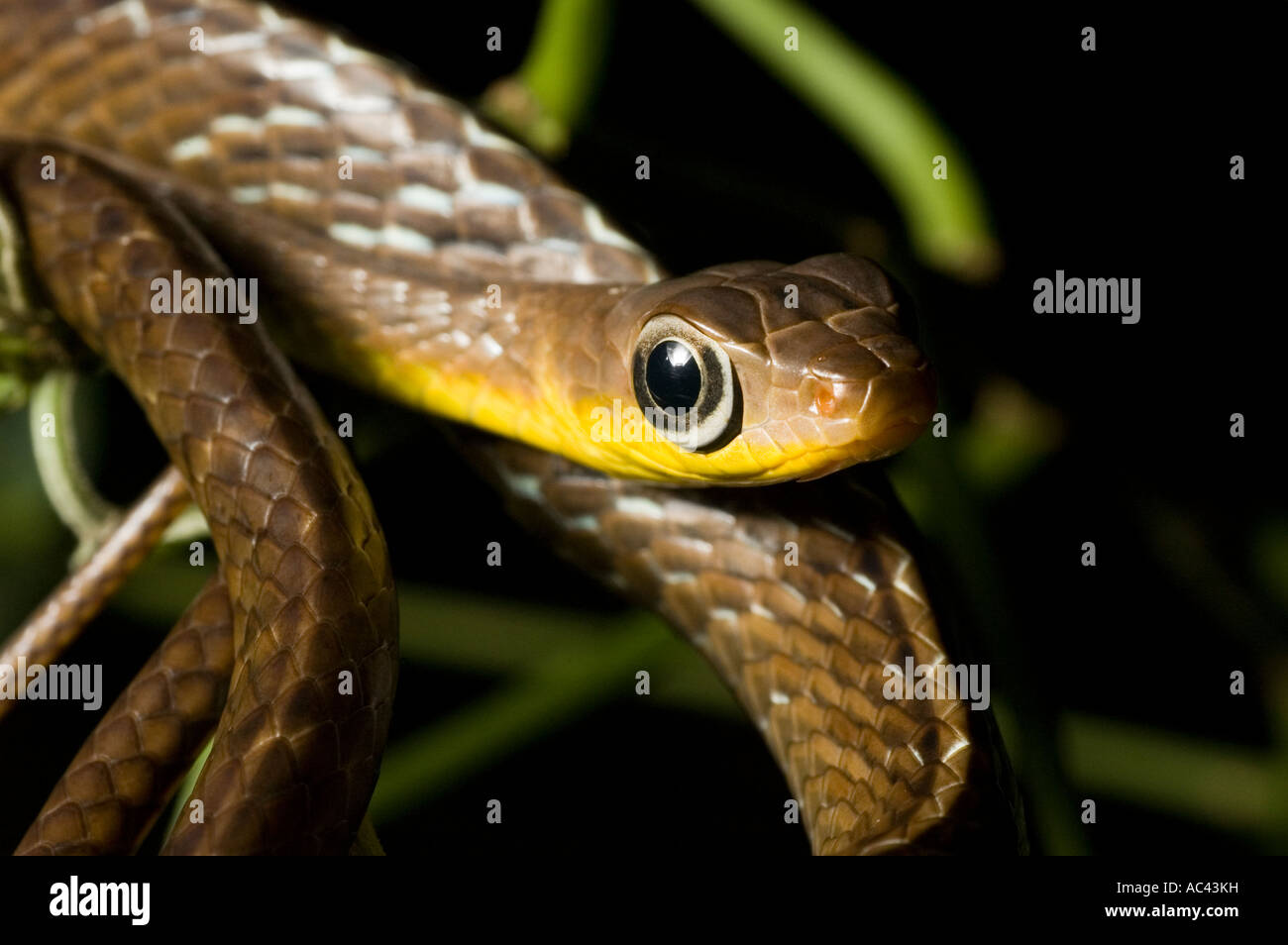 Comune di serpente frusta nella foresta amazzonica in Ecuador Foto Stock