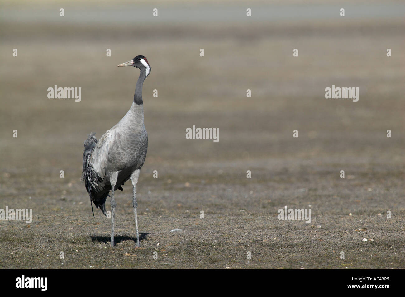 Politica europea comune in materia di gru (grus grus). Gallocanta, Spagna Foto Stock