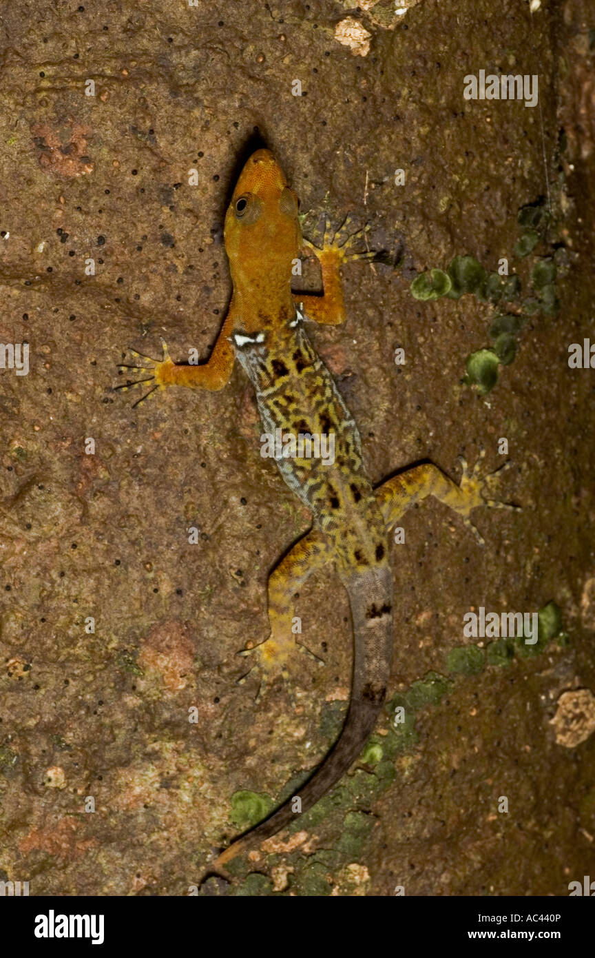 Maschio di foresta a collare gecko in arancio brillante riproduzione dei colori Foto Stock