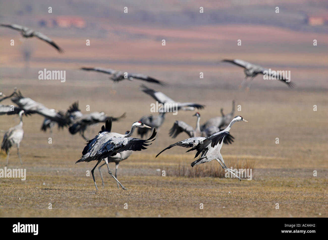 Politica europea comune in materia di gru (grus grus). Gallocanta, Spagna Foto Stock