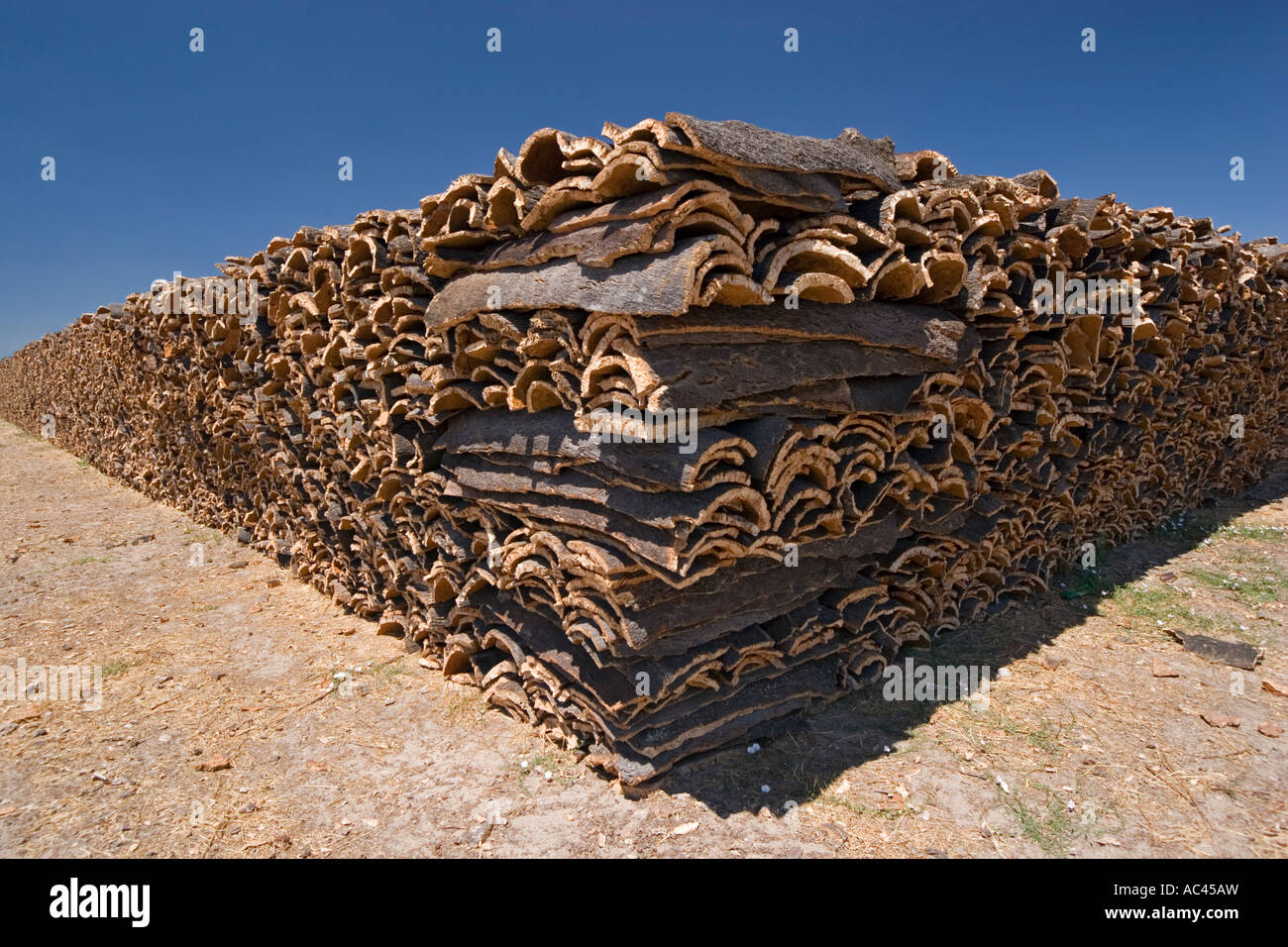 Dopo la raccolta del sughero di corteccia di albero (Portogallo). Récolte d'écorce de chênes-lièges (Quercus suber) en Alentejo (Portogallo). Foto Stock
