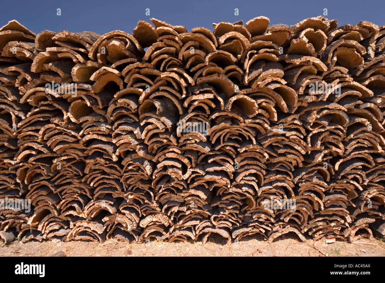 Dopo la raccolta del sughero di corteccia di albero (Portogallo). Récolte d'écorce de chênes-lièges (Quercus suber) en Alentejo (Portogallo). Foto Stock