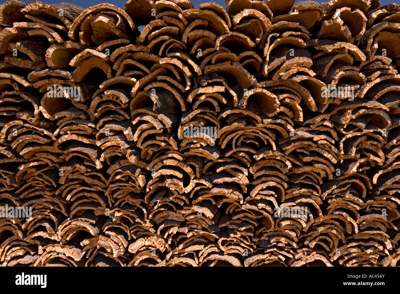 Dopo la raccolta del sughero di corteccia di albero (Portogallo). Récolte d'écorce de chênes-lièges (Quercus suber) en Alentejo (Portogallo). Foto Stock