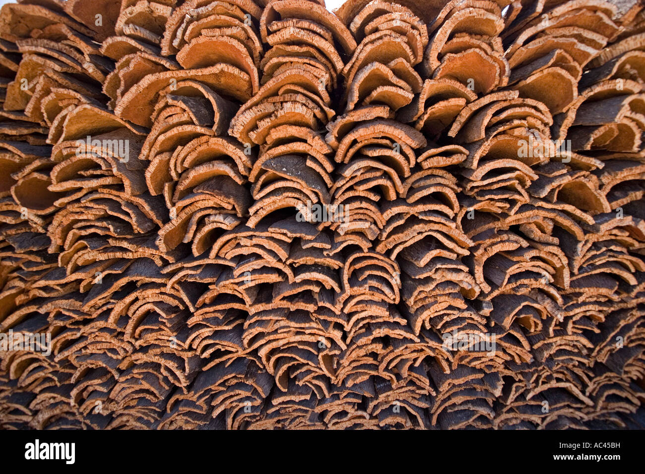Dopo la raccolta del sughero di corteccia di albero (Portogallo). Récolte d'écorce de chênes-lièges (Quercus suber) en Alentejo (Portogallo). Foto Stock