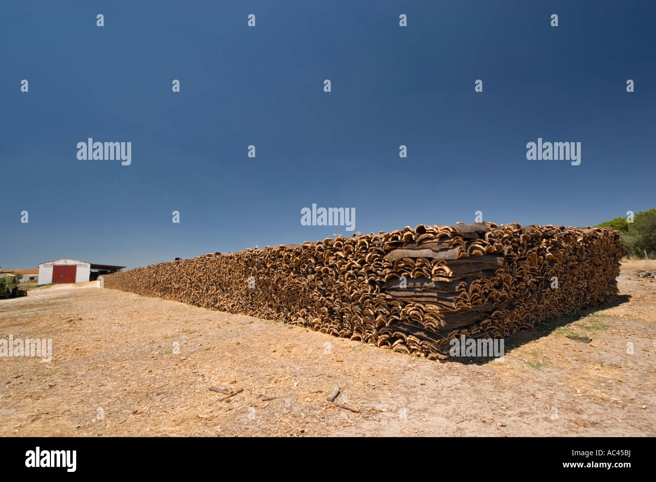 Dopo la raccolta del sughero di corteccia di albero (Portogallo). Récolte d'écorce de chênes-lièges (Quercus suber) en Alentejo (Portogallo). Foto Stock