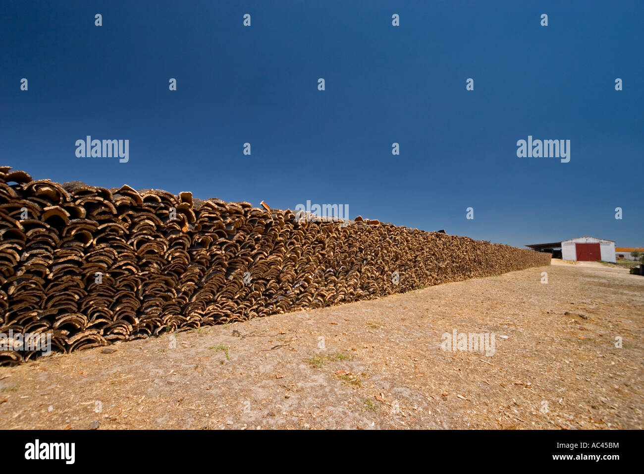 Dopo la raccolta del sughero di corteccia di albero (Portogallo). Récolte d'écorce de chênes-lièges (Quercus suber) en Alentejo (Portogallo). Foto Stock