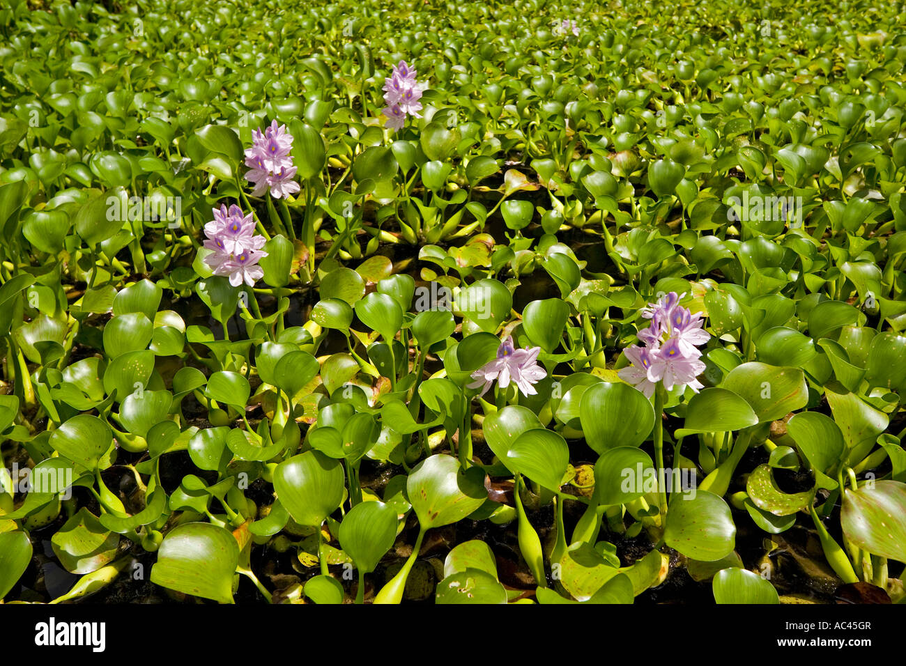 Un tappeto di fioritura yacinths acqua (Eichhornia crassipes). Messico. Tapis de jacinthes d'eau en fleurs (Mexique). Foto Stock