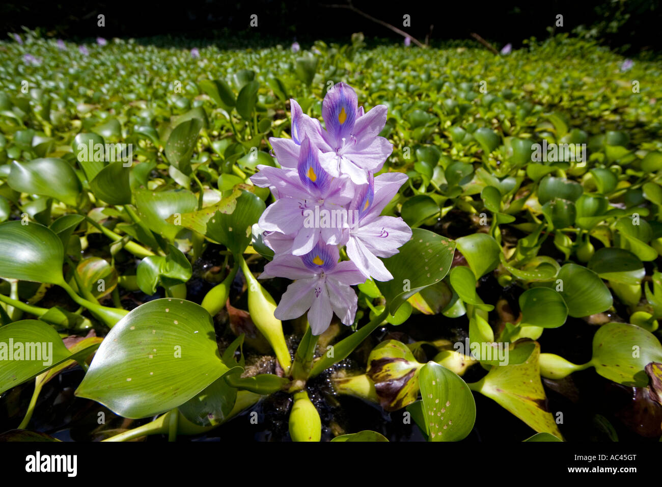 Un tappeto di fioritura yacinths acqua (Eichhornia crassipes). Messico. Tapis de jacinthes d'eau en fleurs (Mexique). Foto Stock