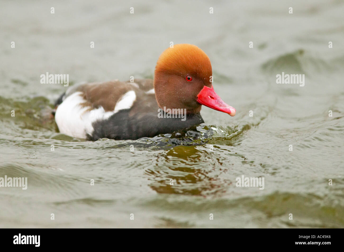 Maschio rosso-crested Pochard Foto Stock