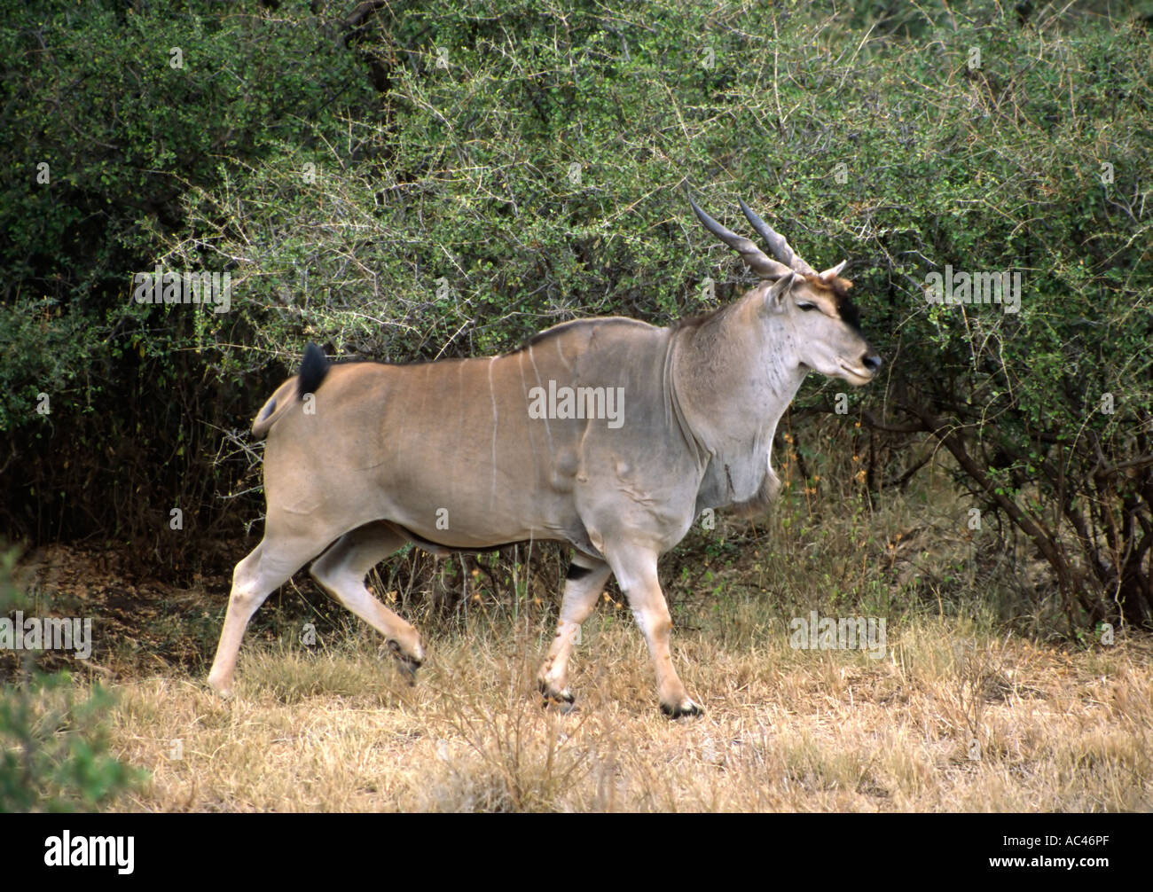 Eland tragelaphus oryx nel Samburu National Park Kenya Africa orientale Foto Stock