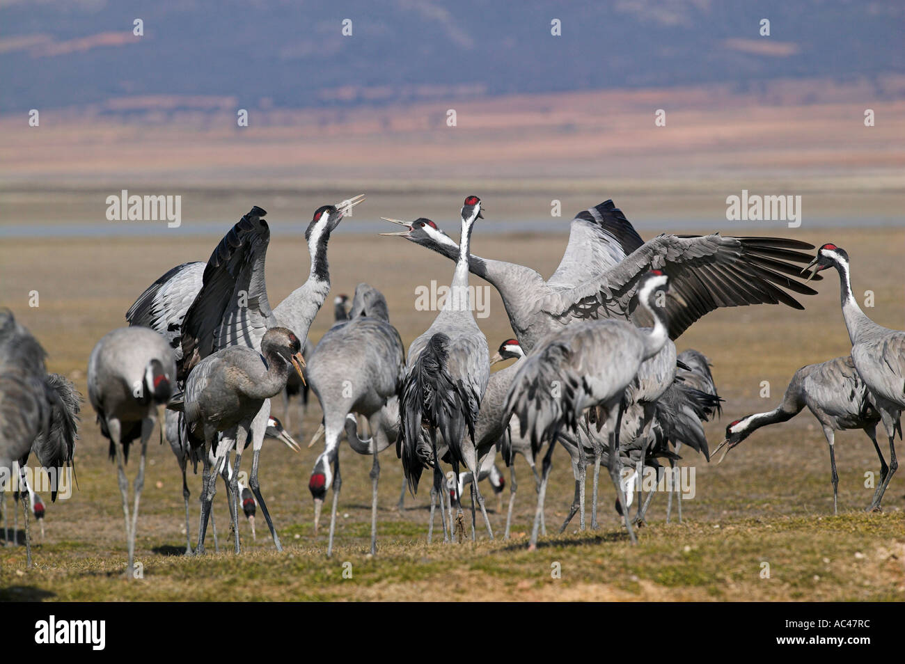 Politica europea comune in materia di gru (grus grus). Gallocanta, Spagna Foto Stock