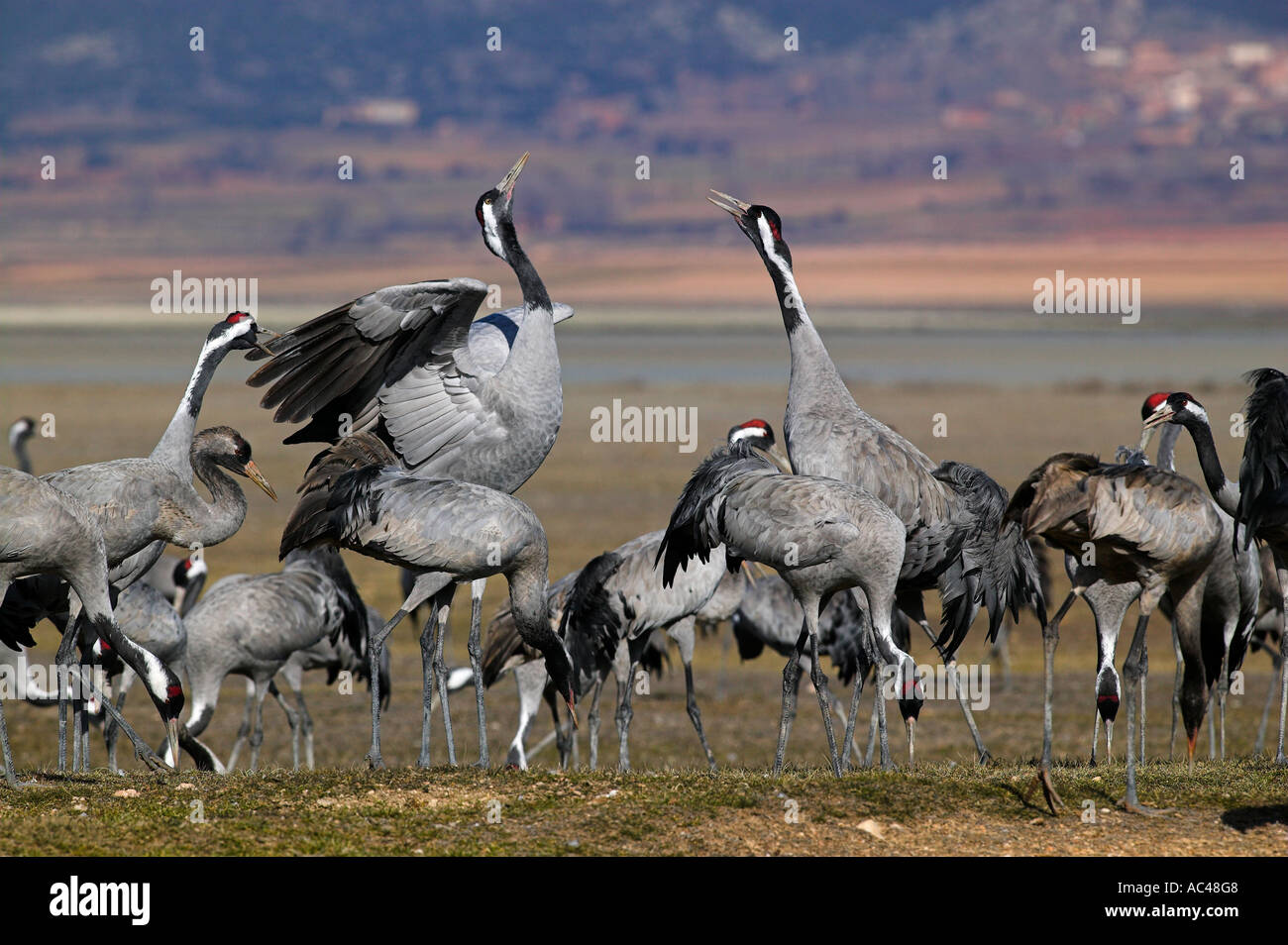 Politica europea comune in materia di gru (grus grus). Gallocanta, Spagna Foto Stock