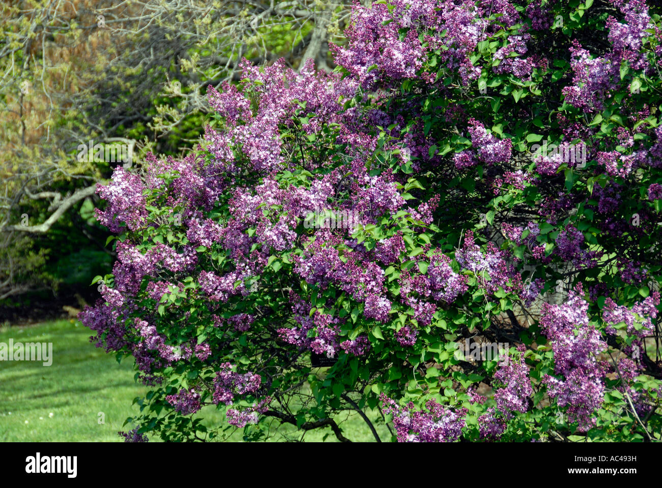 Purple Lilac bush Foto Stock