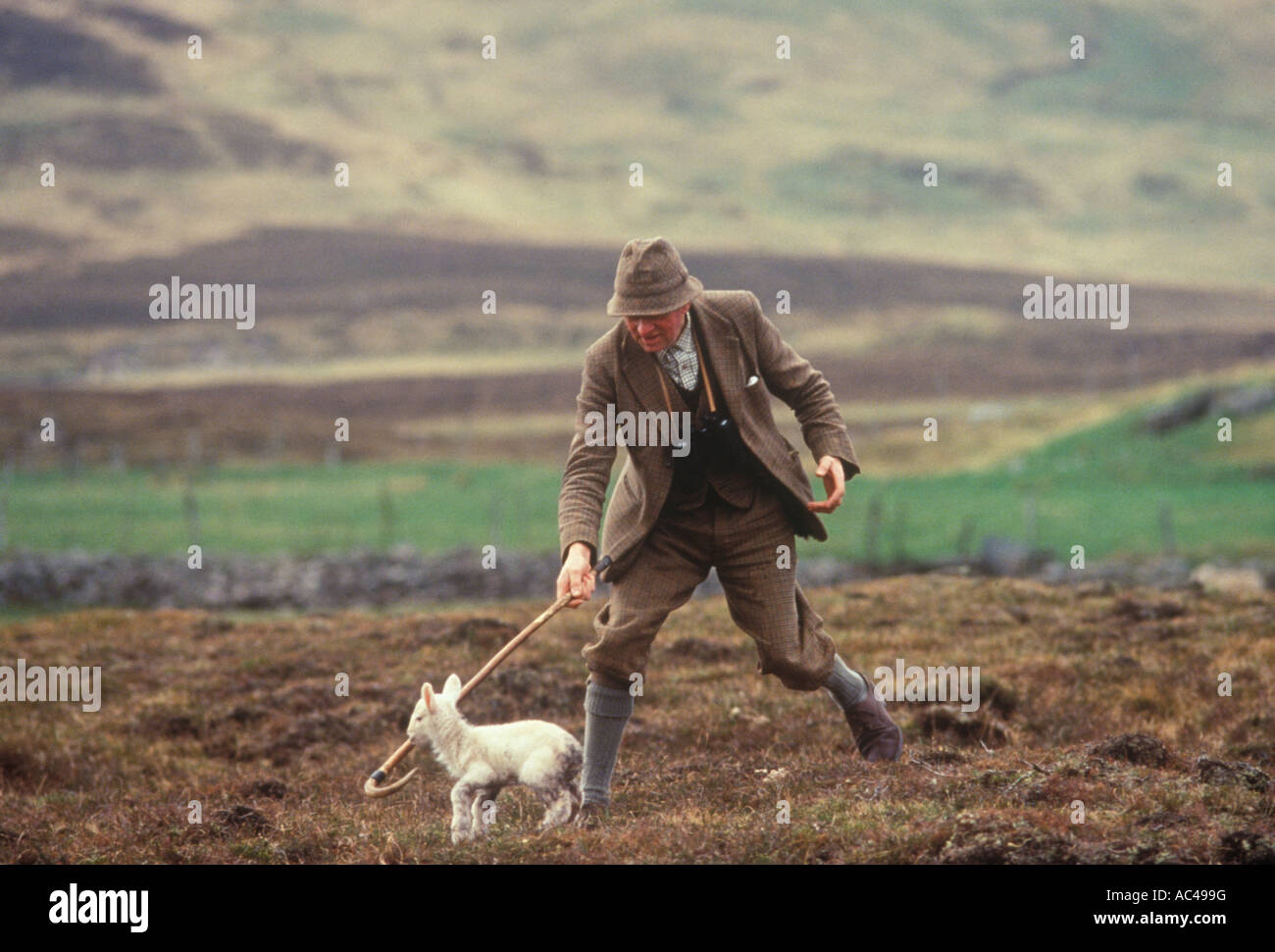 Contadino di collina pastori un pastore tradizionale. Cattura un agnello con il suo crook scozzese confini Scozia durante la stagione di lambing anni '80 UK HOMER SYKES Foto Stock