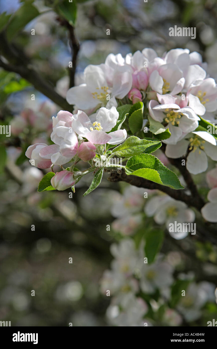 Apple Blossom close-up Foto Stock