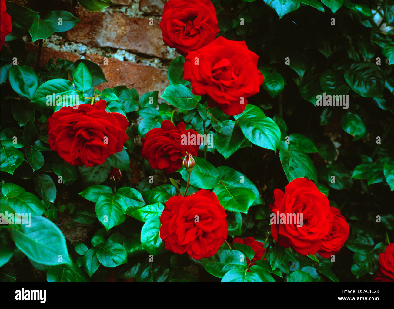 Climbing rose rosse in piena fioritura contro un muro di mattoni Foto Stock