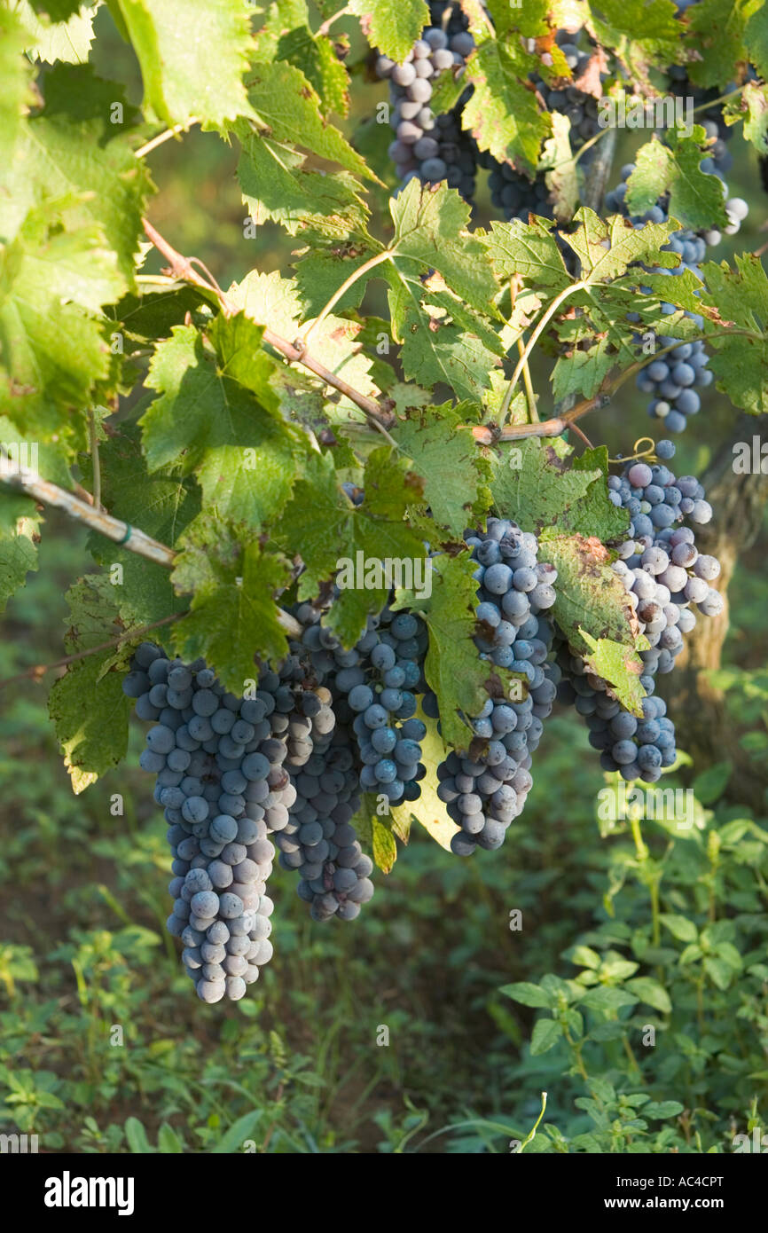 I grappoli di uva nera appeso dal vitigno, Italia Foto Stock