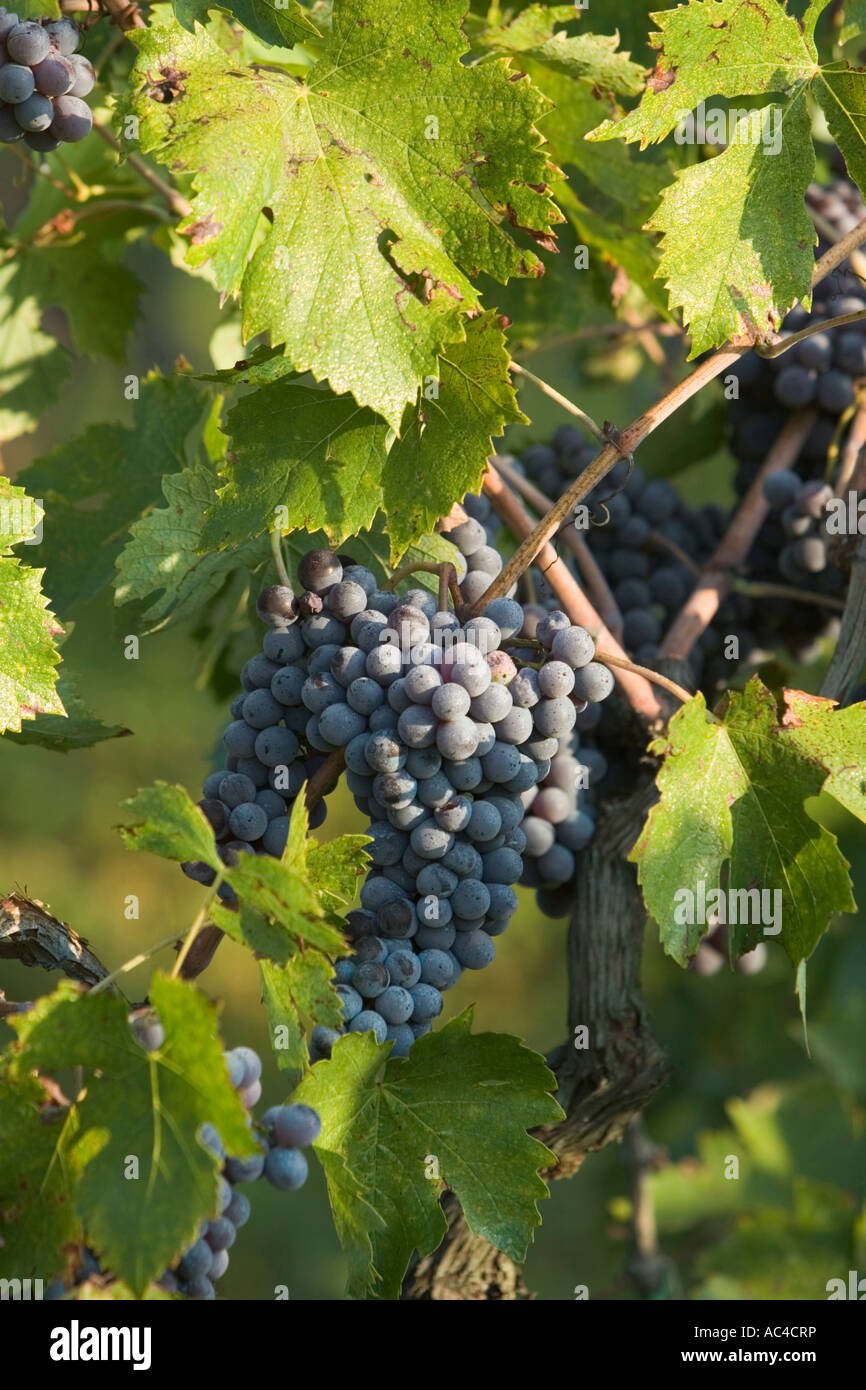 I grappoli di uva nera appeso dal vitigno, Italia Foto Stock