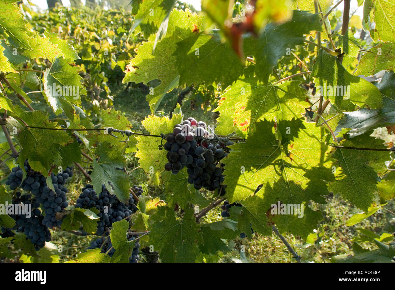Rosso uva sulla vite, Italia Foto Stock