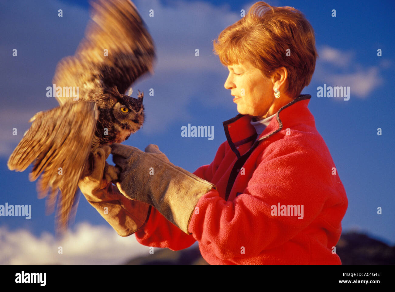 Luisa Rossi Thompson esercita un grande cornuto owl Bubo virginianus con un ala feriti di Santa Barbara in California Foto Stock