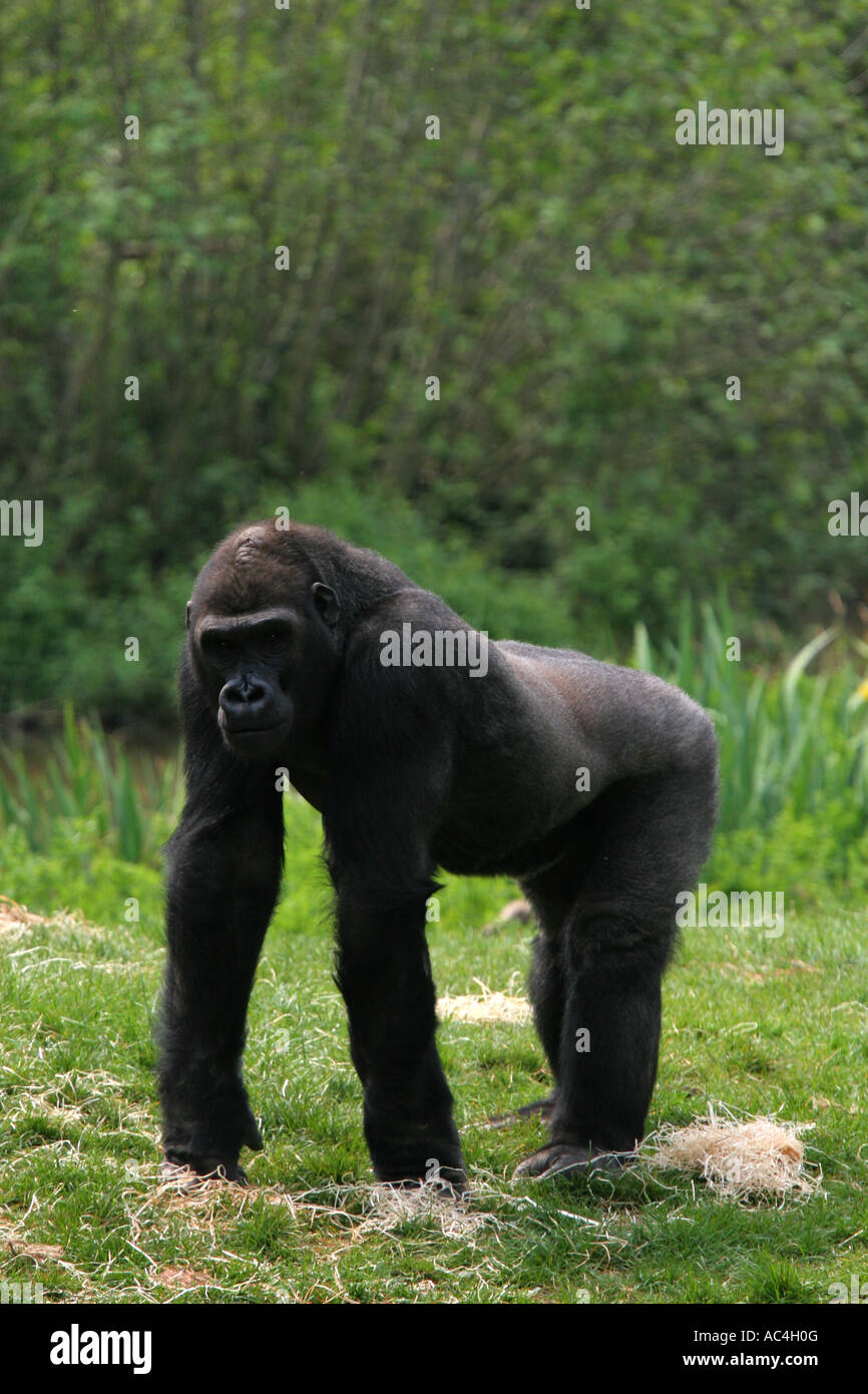 Di colore scuro Western pianura gorilla a carponi al di fuori della sua zona notte su una riserva naturale Foto Stock