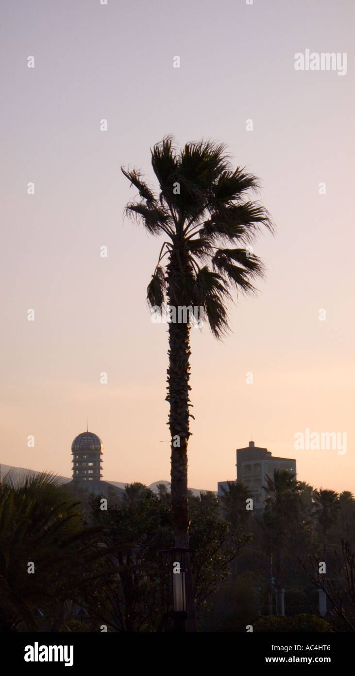 Una torreggiante Palm tree sull'isola di Jeju in Corea del Sud. Foto Stock