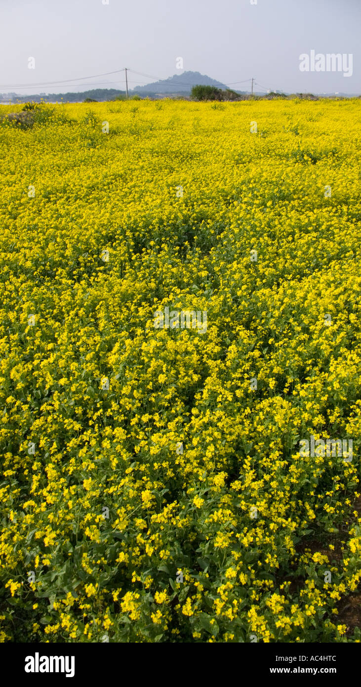 Olio di colza in fiore sull'isola di Jeju in Corea del Sud. Foto Stock