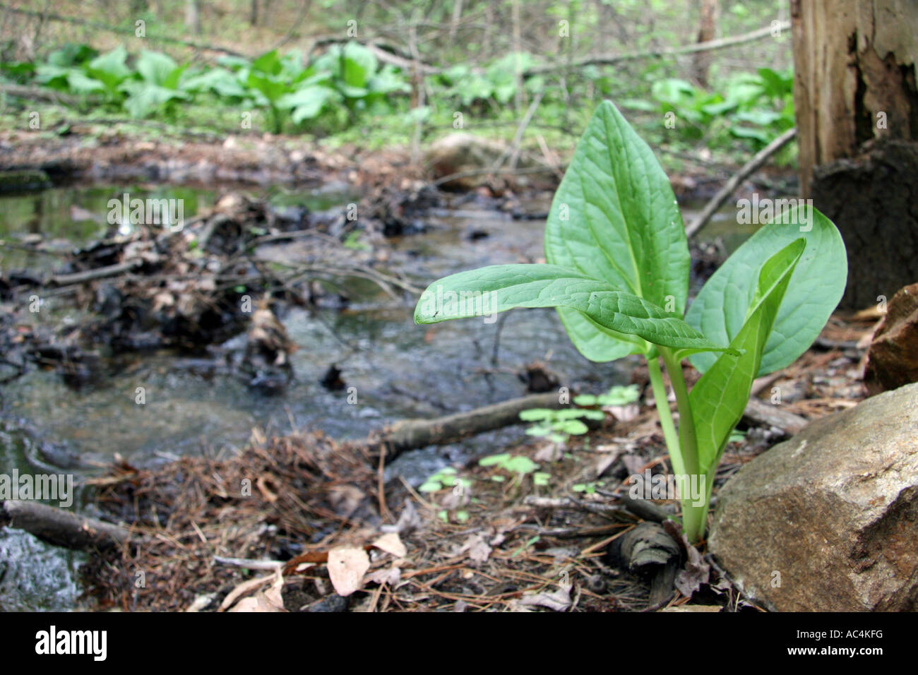 Flusso di zone umide e Skunk cavolo Symplocarpus foetidus Foto Stock