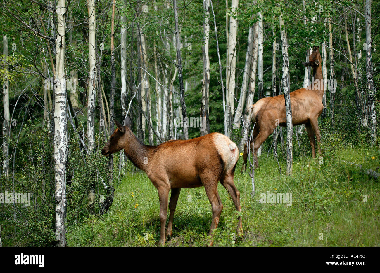 Due Elk Mucche nella zona boschiva con alberi in background Foto Stock
