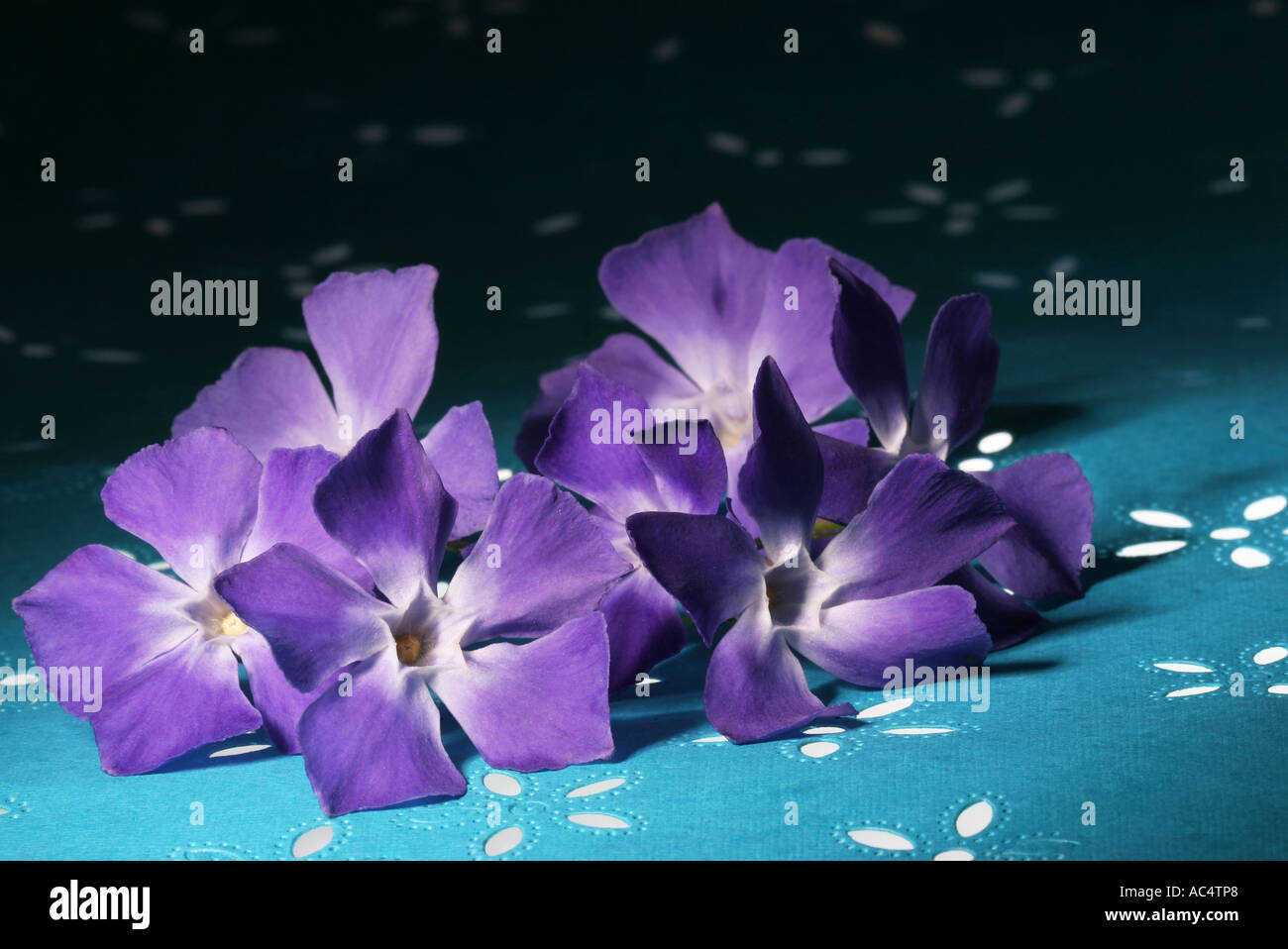 Fiore illuminato stencil e fiori pervinca Foto Stock