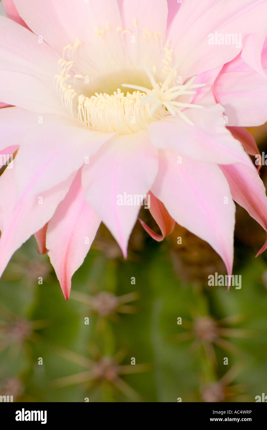 Fiore di cactus apex Foto Stock