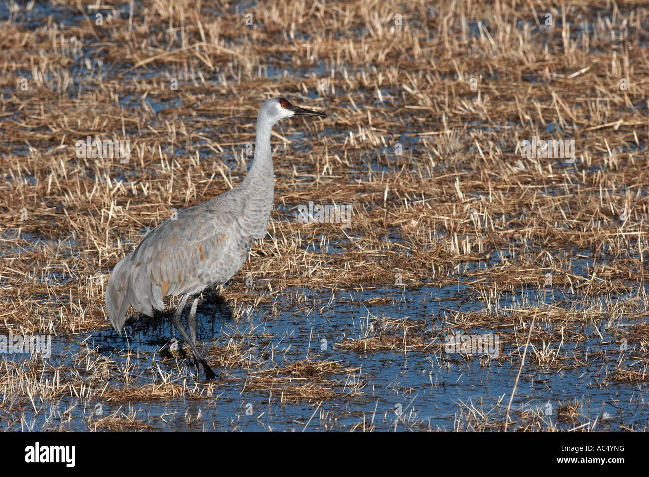 Sandhill gru nel campo inondato Bosque del Apache New Mexico Foto Stock