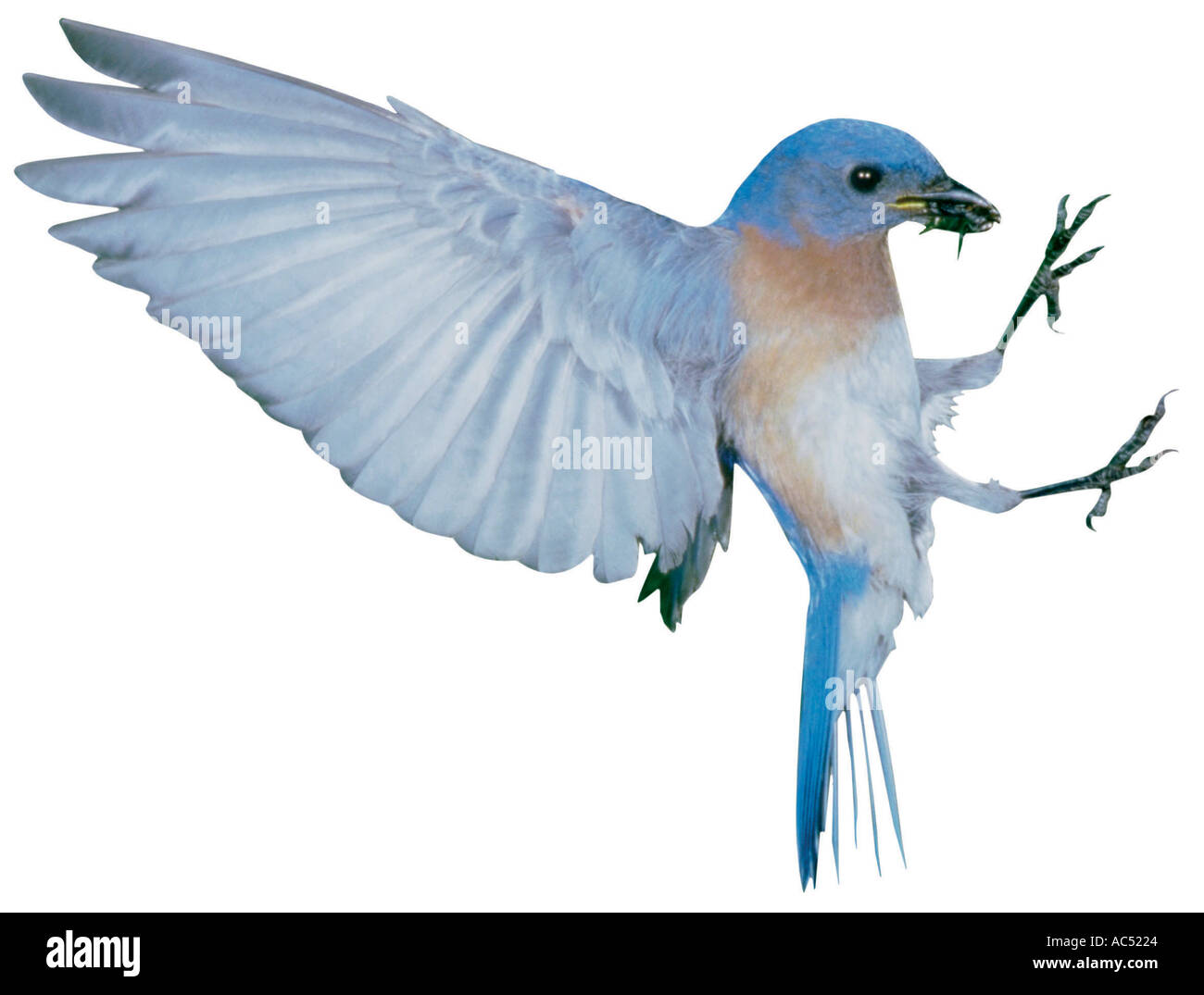 Animali blue bird jpg blue bird jpg Foto Stock