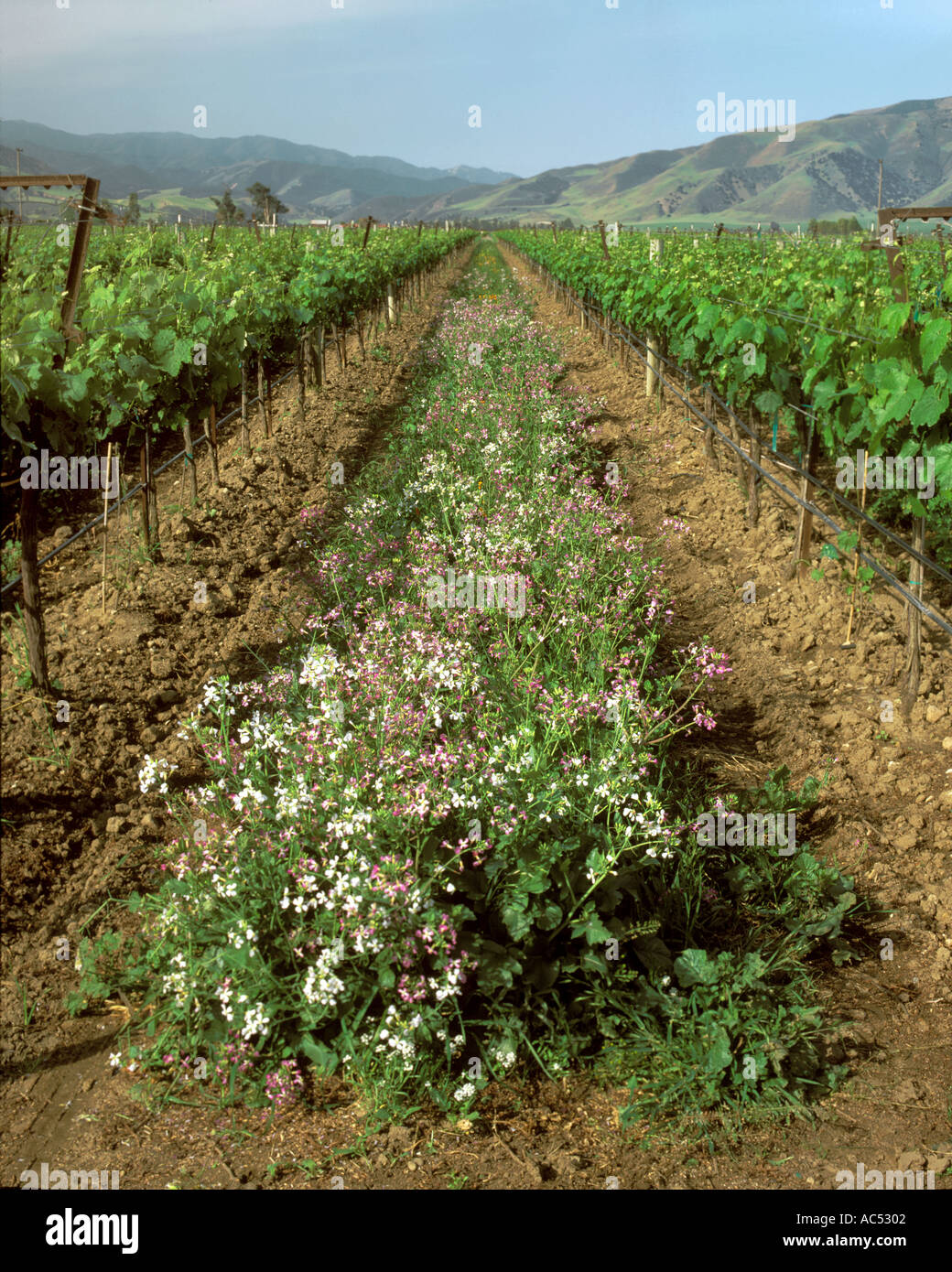 Una miscela di fiori selvatici sono cresciuto come un raccolto di coperta in un vigneto IN CALIFORNIA Foto Stock