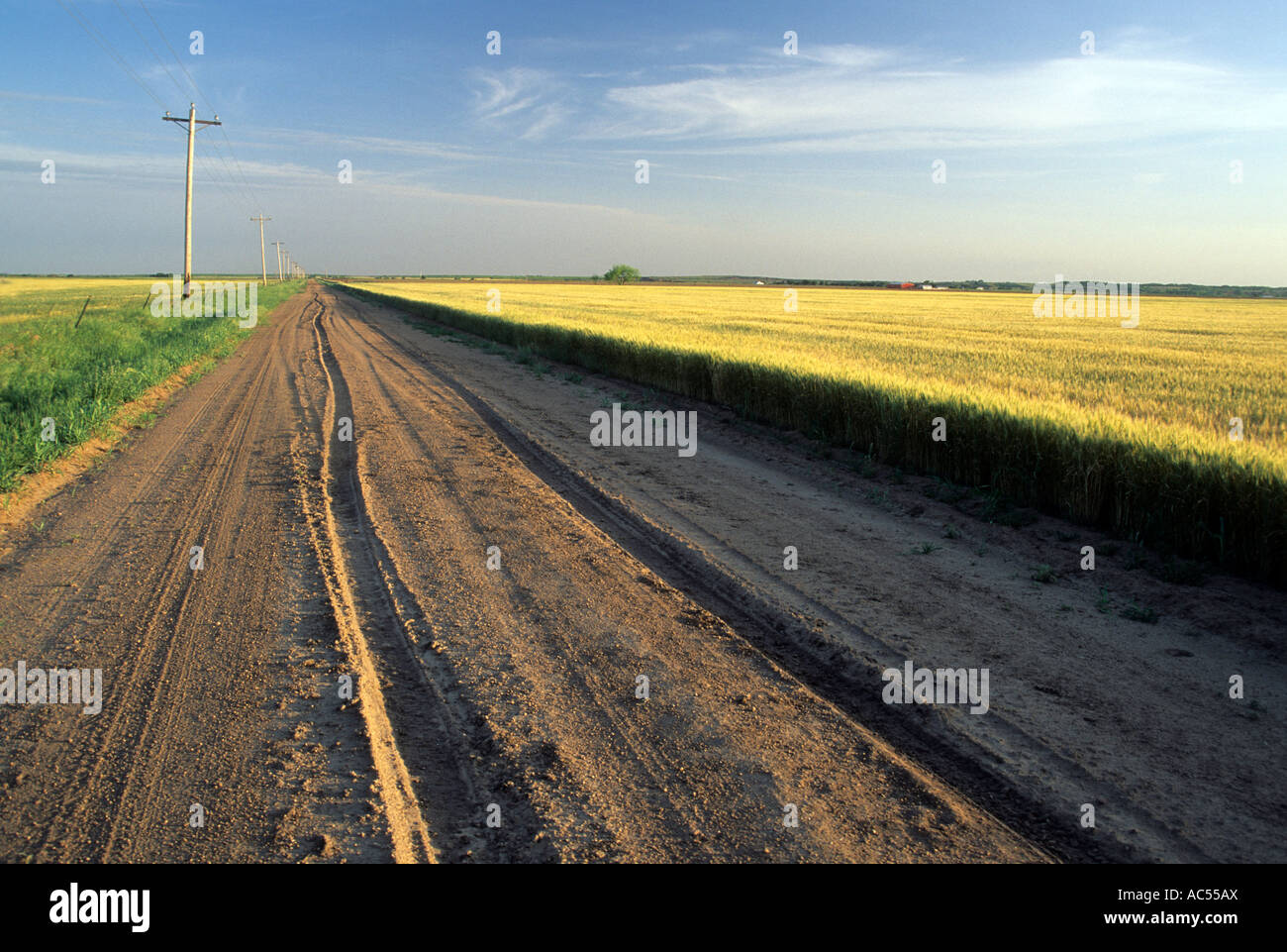 Sterrato Country Road e campo di grano. Lupo solitario, Oklahoma. Molla. Foto Stock