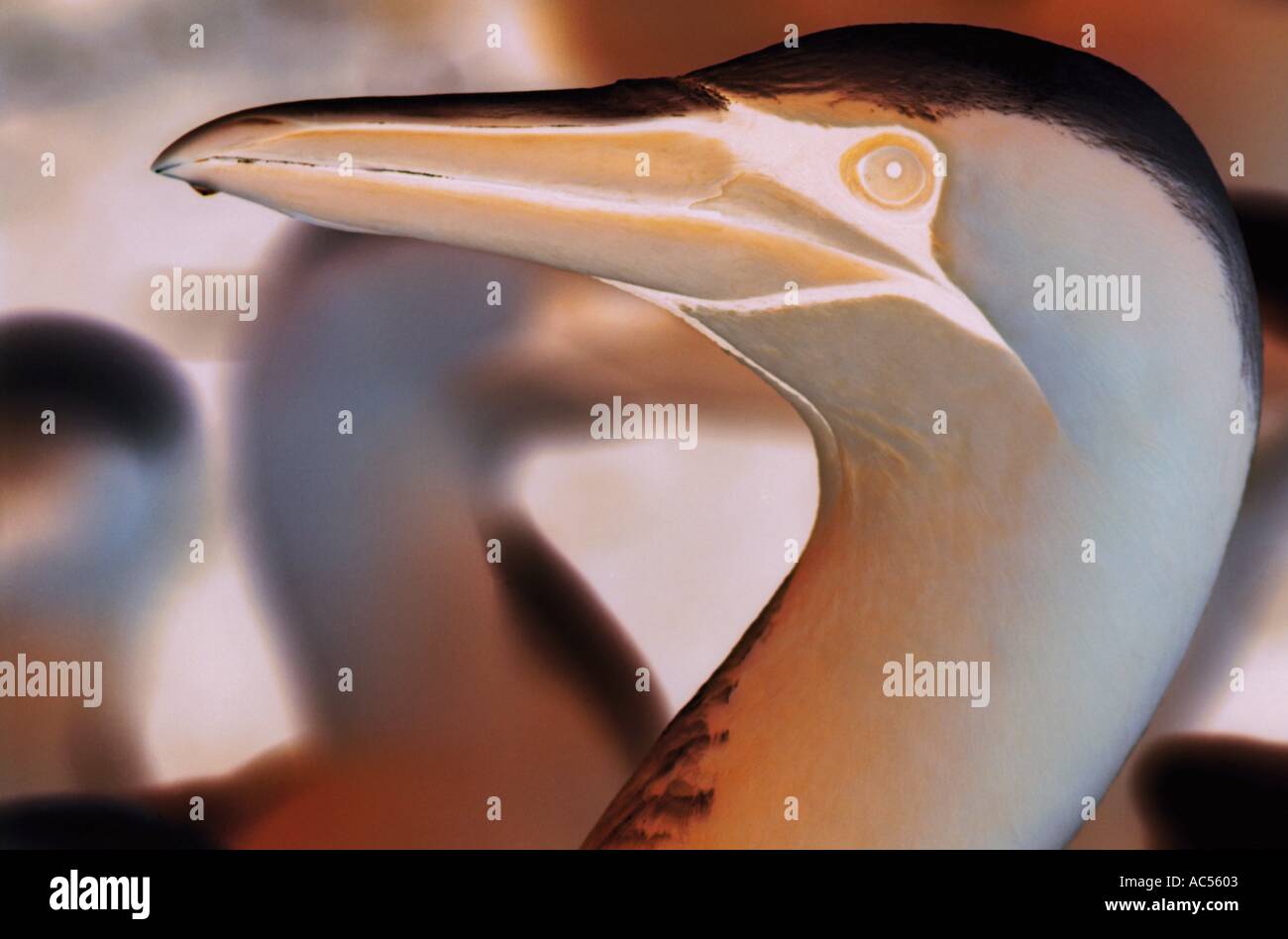 Uccello animale testa di gabbiano Foto Stock