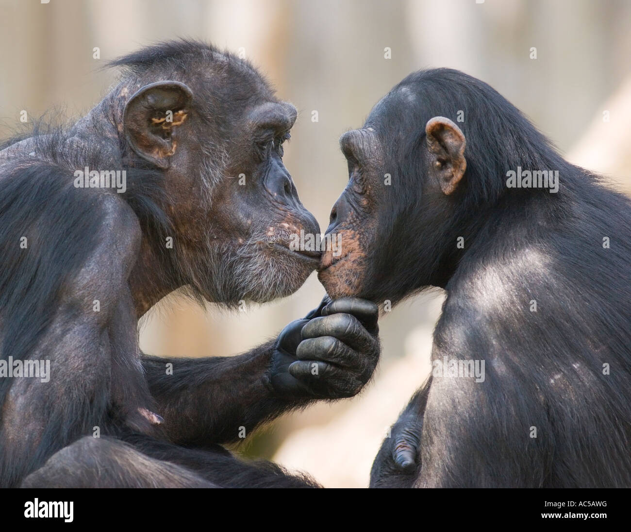 Un maschio e una femmina di scimpanzé (Pan troglodytes) guardando profondamente in ogni altri occhi Foto Stock