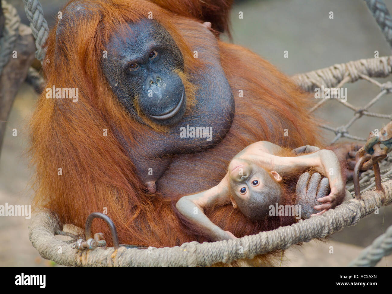 A 23 settimane vecchio maschio Orang Utan baby (Pongo pygmaeus) seduti insieme con sua madre in una amaca Foto Stock