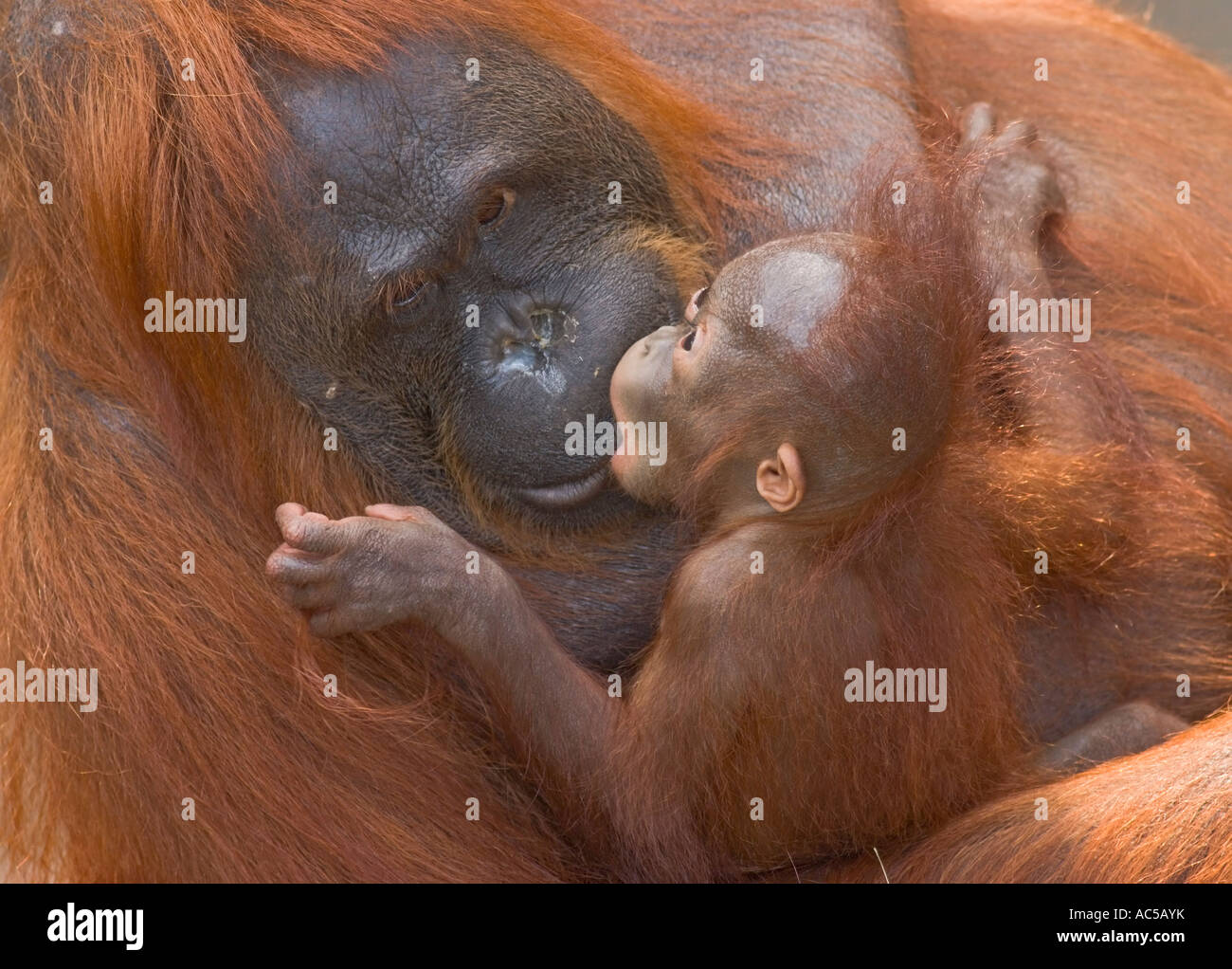 A 23 settimane vecchio maschio Orang Utan baby (Pongo pygmaeus) baciare la sua madre Foto Stock