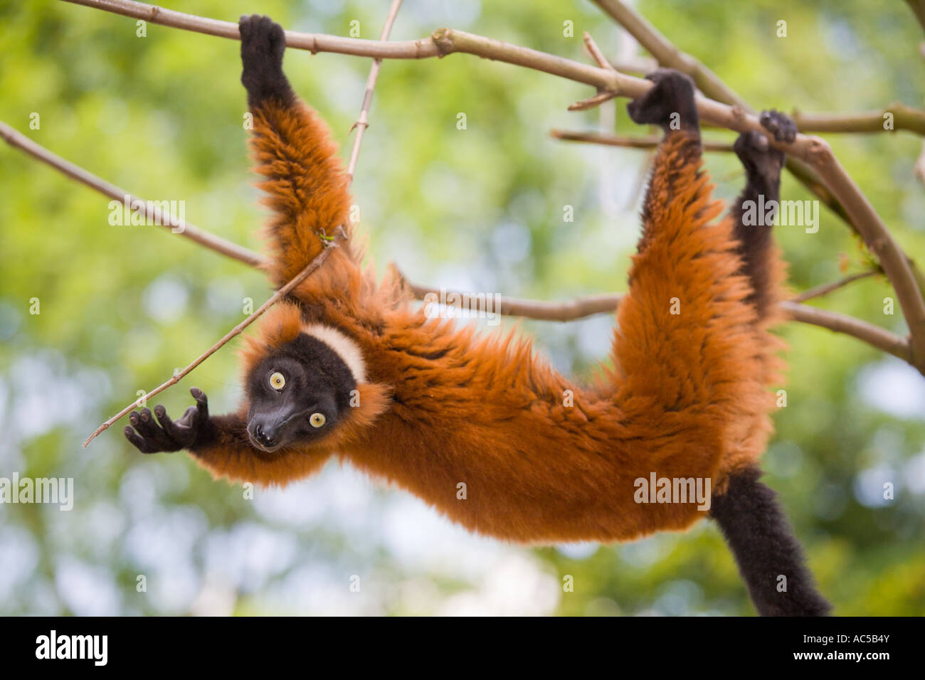Un lemure ruffed (Varecia variegata rubra scrambling) sui rami di un albero Foto Stock