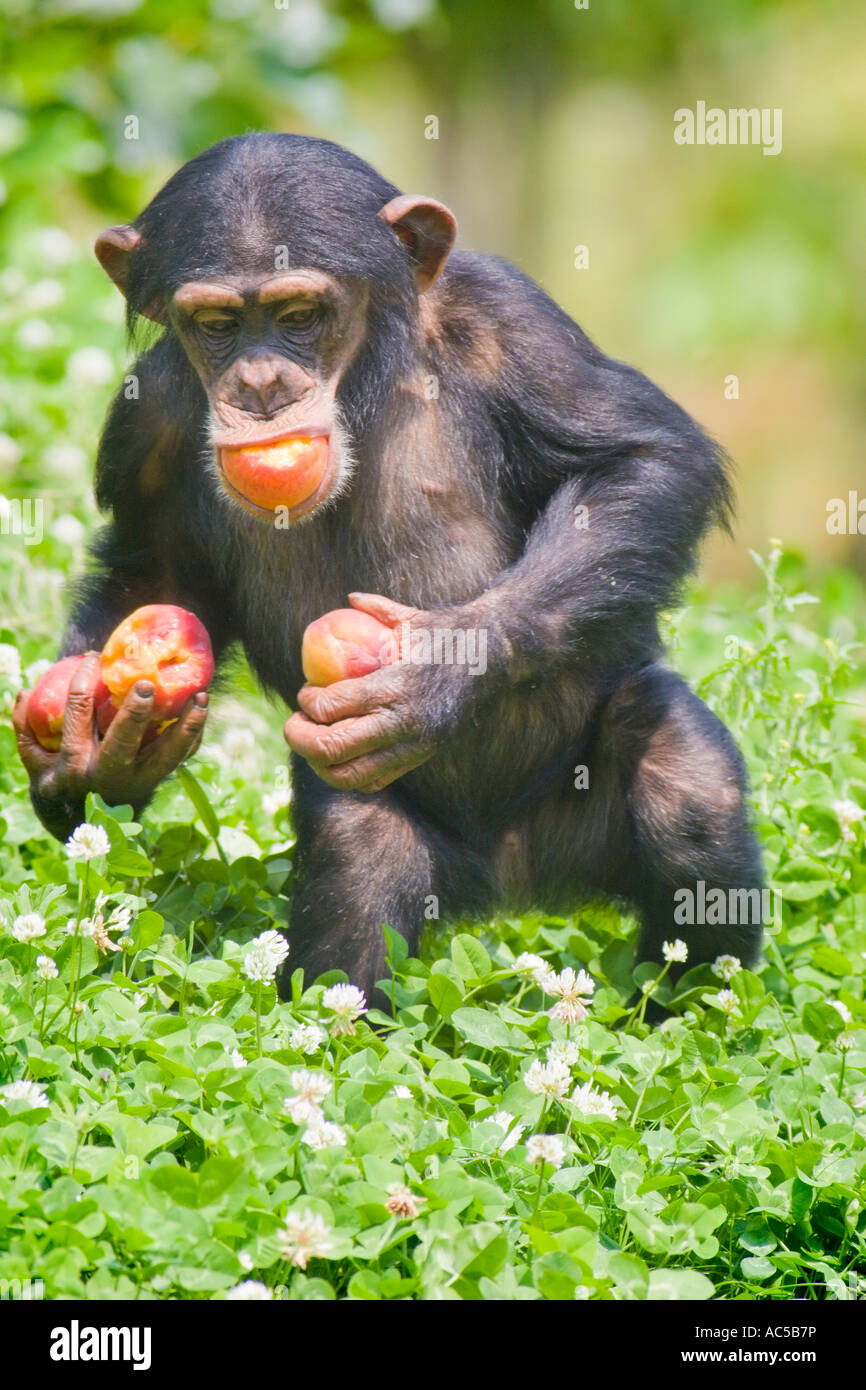 Un giovane scimpanzé (Pan troglodytes) portando alcuni frutti nella sua bocca e nelle sue mani Foto Stock
