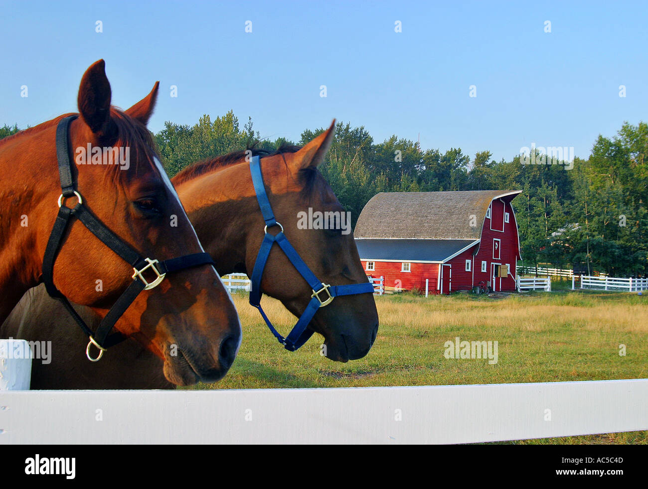 I cavalli all'alba in Canada Foto Stock