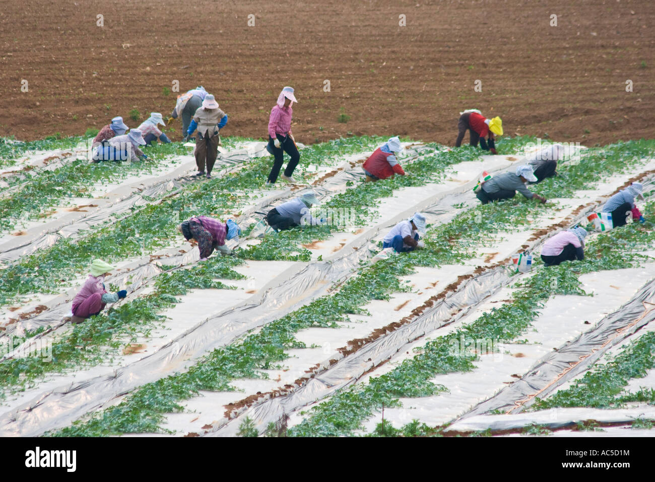 Le donne coreane che lavorano in campi di anguria Corea del Sud Foto Stock