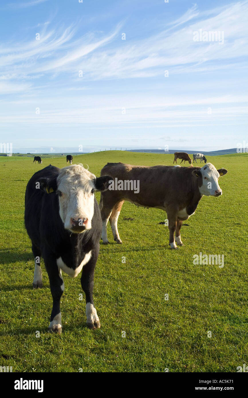 dh giovani mucche di manzo STENNESS ORKNEY Scozia pascolo in verde campi pascoli pascoli bestiame allevamento regno unito mucca campi allevamento scozzese bestiame arabile Foto Stock